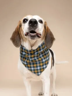 Bandana pour chien - Motif Maple 🍁 - The Paws