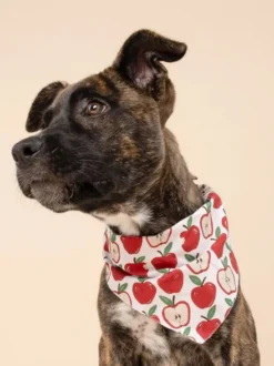 Bandana pour chien - Motif Orchard 🍎 - The Paws