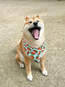 Bandana pour chien - Motif Pastèque 🍉 - The Paws