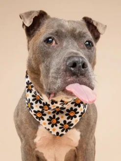 Bandana pour chien - Motif Pumpkin petals 🎃🏵️ - The Paws