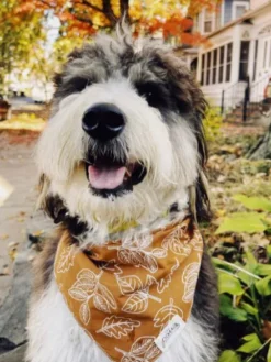 Bandana pour chien - Motif True North - The Paws