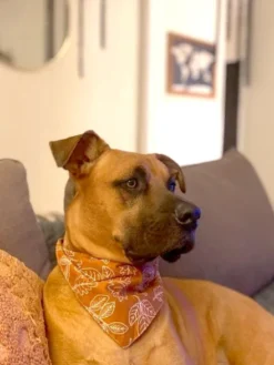 Bandana pour chien - Motif True North - The Paws