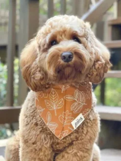 Bandana pour chien - Motif True North - The Paws