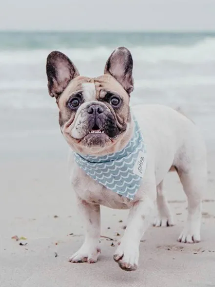 Bandana pour chien - Motif Vague - The Paws