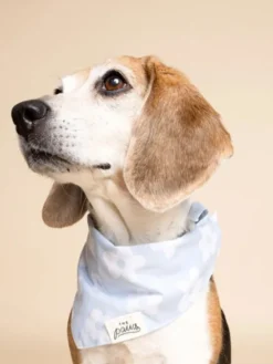 Bandana pour chien - Noah - The Paws