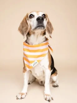Bandana pour chien - Nusa - The Paws