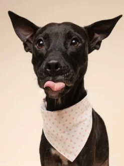 Bandana pour chien - Polka Dot Rose - The Paws