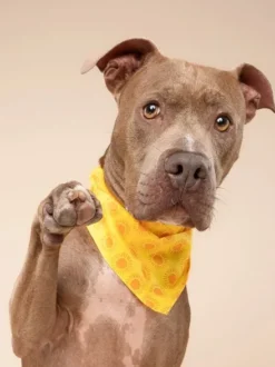 Bandana pour chien - Sol - The Paws