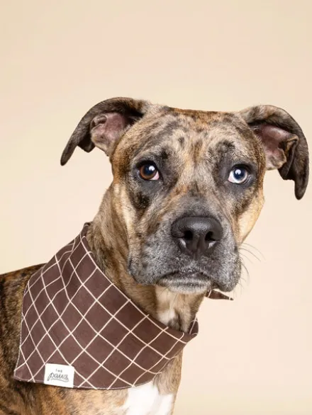 Bandana pour chien - Stratford - The Paws