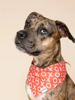 Bandana pour chien - XoXo - The Paws