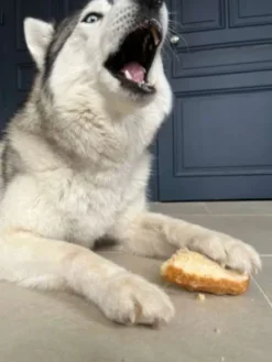 Barres de Fromage de Yak soufflé pour chien - Pawfect