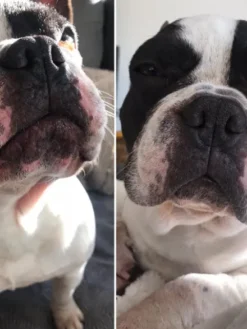 Baume Belle Truffe 👃 pour chien - Dexter & Mango
