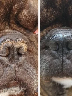 Baume Belle Truffe 👃 pour chien - Dexter & Mango