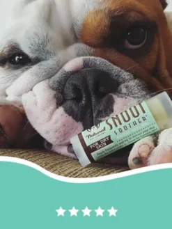 Baume pour chien - Réparation et protection de la truffe - Natural Dog Company