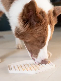 Beurre de cacahuète pour chien - Completely Nuts 🥜 - inooko