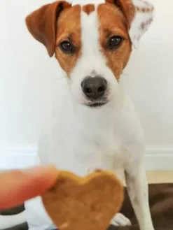 Biscuits Artisanaux pour chien - Poulet et Carottes - Cooka's Cookies