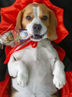 Biscuits d'halloween pour chien - Kiss the witch 🧙‍♀️ - Cooka's Cookies