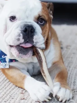 Bois de cerf à mâcher naturel pour chien