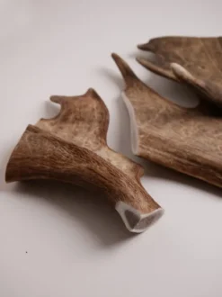 Bois de daim à mâcher naturel pour chien