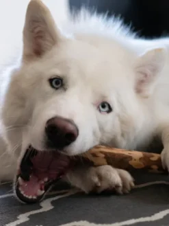 Bois d'olivier à mâcher naturel pour chien