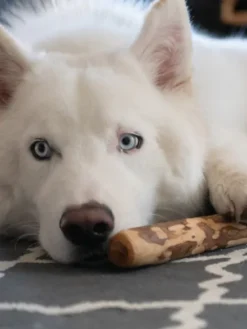 Bois d'olivier à mâcher naturel pour chien