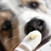 Brosse à dent pour chien et chat