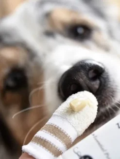 Brosse à dent pour chien et chat