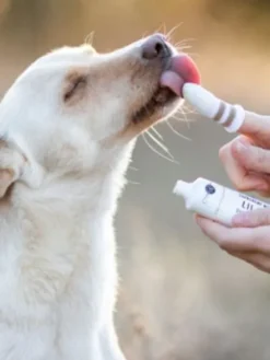 Brosse à dent pour chien et chat