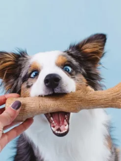 Bâton de bois à mâcher pour chien