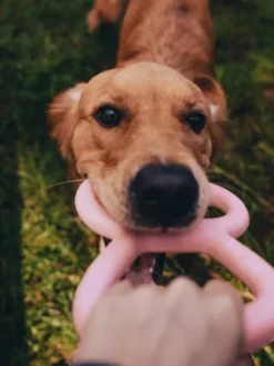 Bâton en caoutchouc pour chien - Tugger Rose - Beco