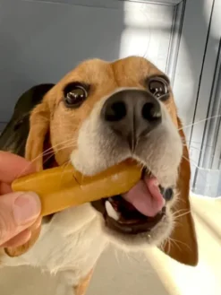 Bâtons de Fromage de Yak à mâcher pour chien - Taille S