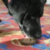 Bundle - Cacahuète à lécher 👅 + Beurre de cacahuète Banane 🍌 pour chien