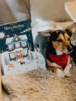 Calendrier de l'avent pour chien 2026 - Santa's Moonlight Skates - Pets Best