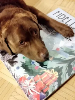 Calendrier de l'avent XL pour chien - 55 friandises - Fidelis