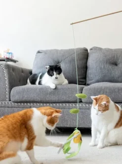 Canne à pêche pour chat - Maïs 🌽 - Pet PLAY