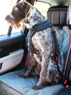 Ceinture de sécurité pour chien - Kong