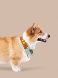 Collier martingale pour chien - Color Block Terracotta - Woolly Wolf
