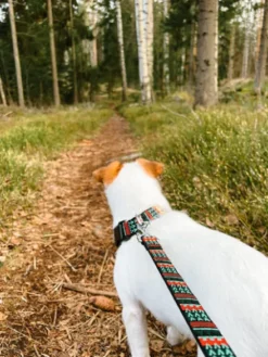 Collier original pour chien motif Woodland - Woolly Wolf