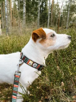 Collier original pour chien motif Woodland - Woolly Wolf