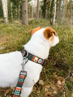 Collier original pour chien motif Woodland - Woolly Wolf
