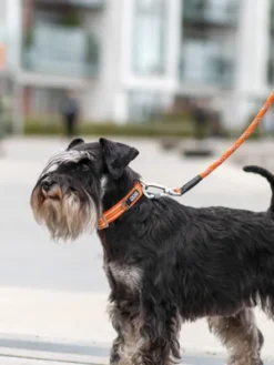 Collier pour chien DOG Copenhagen - Urban Style - Orange