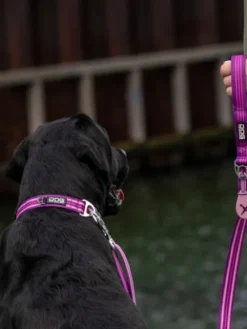 Collier pour chien DOG Copenhagen - Urban Style - Violet