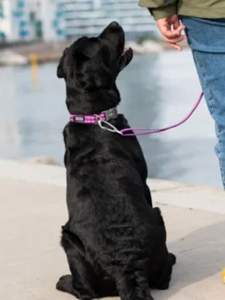 Collier pour chien DOG Copenhagen - Urban Style - Violet