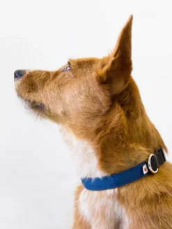 Collier pour chien Funston Bleu Marine - Wildebeest
