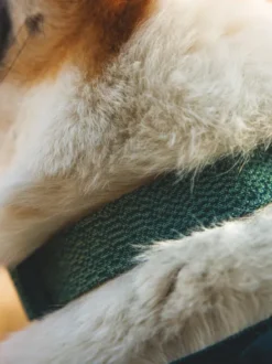 Collier pour chien Ruffwear - Front Range Flex collar - Deep Teal