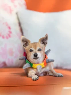 Collier pour chien - Spiked by P.L.A.Y - Pet PLAY
