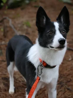 Collier pour chien - Town basic collar - Orange - Charlie's Backyard