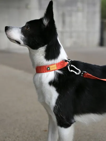 Collier pour chien - Town basic collar - Vert - Charlie's Backyard