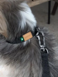 Collier pour chien - Town basic collar - Noir - Charlie's Backyard