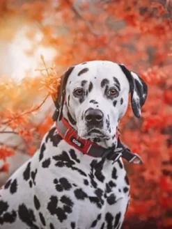 Collier Rouge pour chien - Urban Explorer - DOG Copenhagen